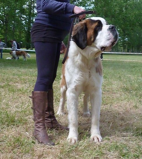 CH. Hinka Des Légendes De Bretagne