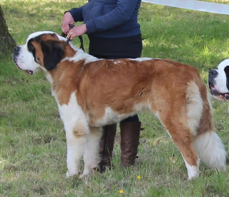 CH. Hinka Des Légendes De Bretagne