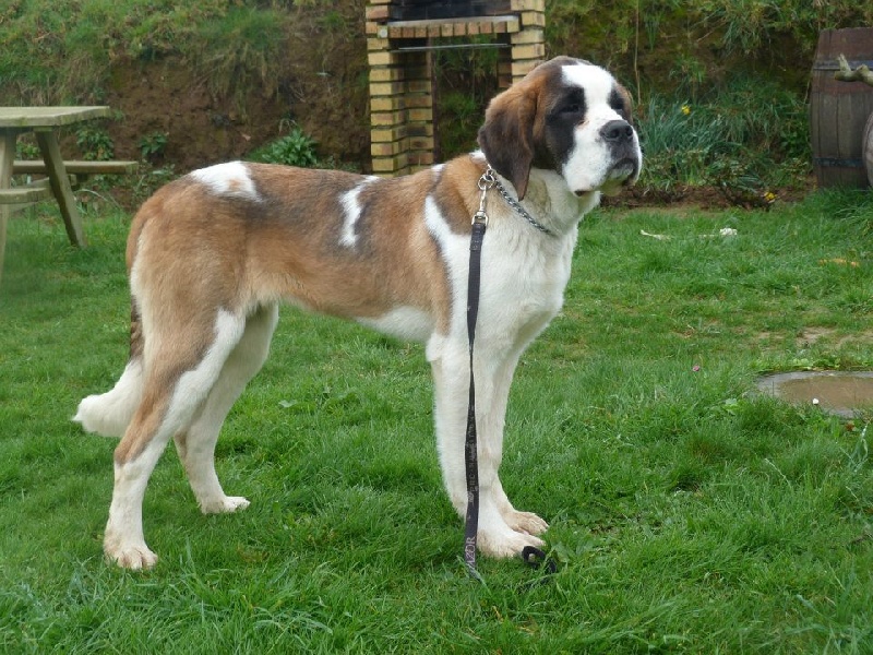 Gretta Des Légendes De Bretagne