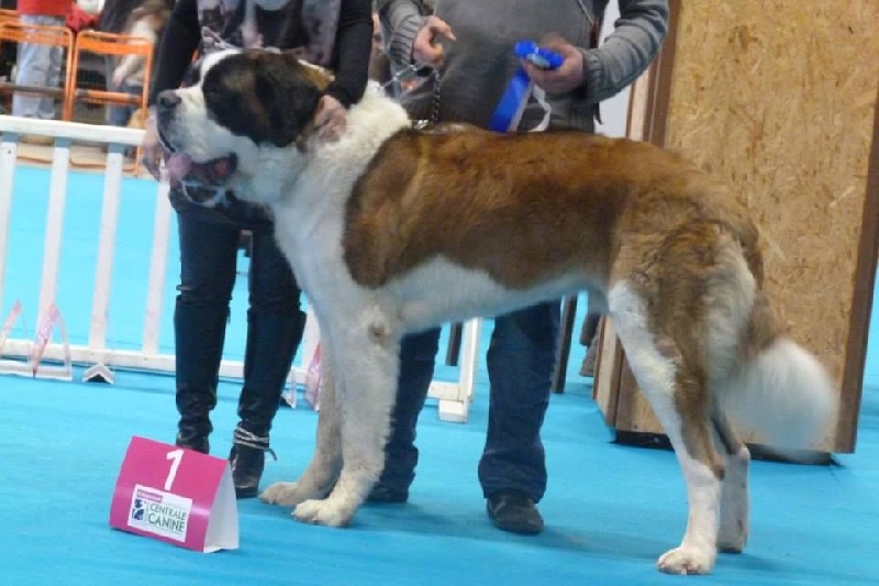 Hutch Des Légendes De Bretagne