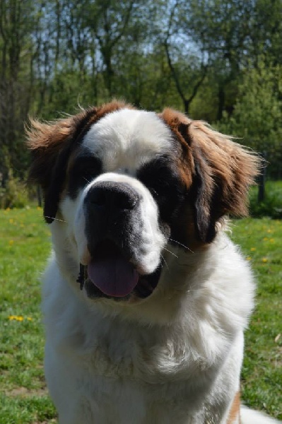 Jagger 2 Des Légendes De Bretagne