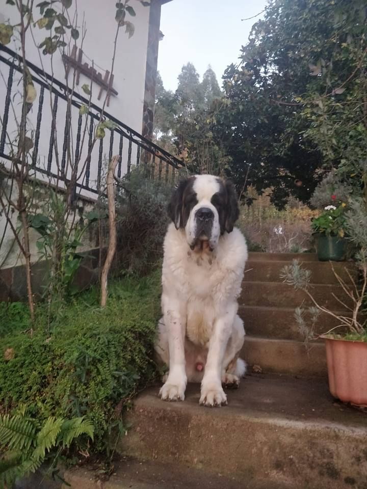 CH. Lorenzo (django) Des Légendes De Bretagne