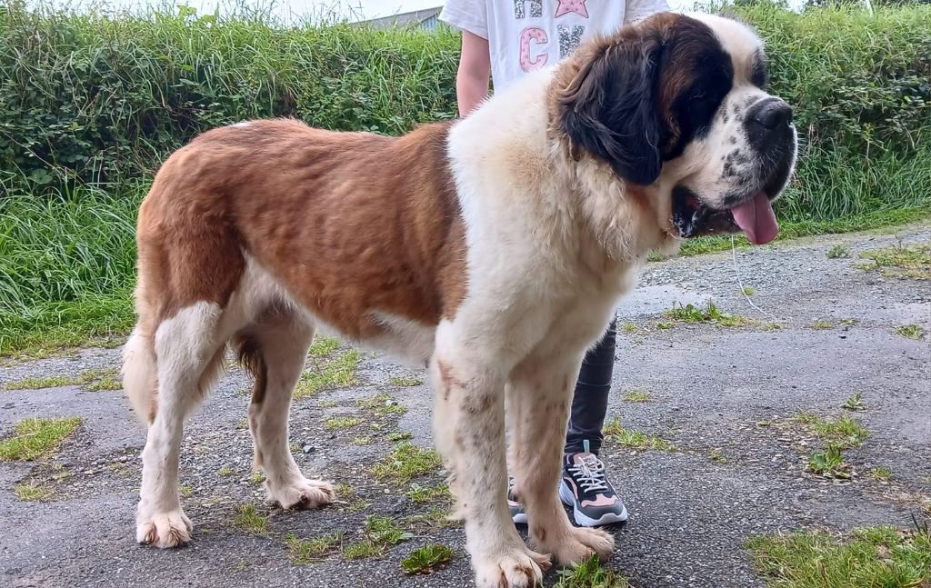 Simba Des Légendes De Bretagne